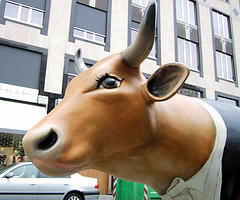 Un' inconsueta vacca 'simil-bruna' che è stata fatta sfilare per le vie di Bruxelles 